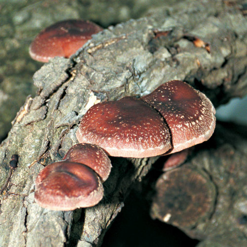 Wild Shiitake Mushroom